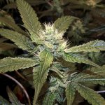 banana og-1.jpg