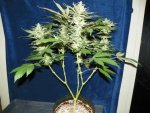 6 weeks GG4,GP4,Mac, WD1&2 alexa 001.JPG