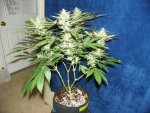 6 weeks GG4,GP4,Mac, WD1&2 alexa 004.JPG
