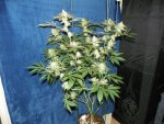 6 weeks GG4,GP4,Mac, WD1&2 alexa 006.JPG