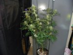 6 weeks GG4,GP4,Mac, WD1&2 alexa 016.JPG