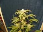 6 weeks GG4,GP4,Mac, WD1&2 alexa 014.JPG
