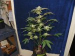 6 weeks GG4,GP4,Mac, WD1&2 alexa 015.JPG