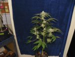 6 weeks GG4,GP4,Mac, WD1&2 alexa 017.JPG