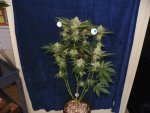 6 weeks GG4,GP4,Mac, WD1&2 alexa 020.JPG