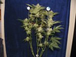 6 weeks GG4,GP4,Mac, WD1&2 alexa 022.JPG