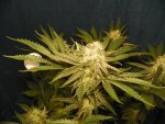 6 weeks GG4,GP4,Mac, WD1&2 alexa 023.JPG