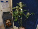 6 weeks GG4,GP4,Mac, WD1&2 alexa 025.JPG
