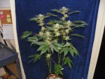 6 weeks GG4,GP4,Mac, WD1&2 alexa 026.JPG