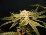 6 weeks GG4,GP4,Mac, WD1&2 alexa 028.JPG