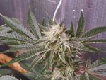 6 weeks GG4,GP4,Mac, WD1&2 alexa 033.JPG