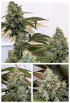 GG4-1.jpg