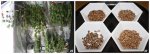 12seedsdone! copy-1.jpg