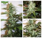 skunkyVA-day30.jpg
