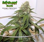 AfghanSkunk-logo.jpg
