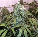 Schwaggy's Afghan Skunk - IG.jpg