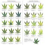 marijuana-deficiency-chart.jpg