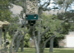 giphy-7.gif