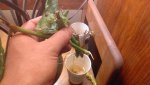 IMG_20200513_171311.jpg