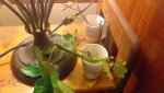 IMG_20200512_065148.jpg