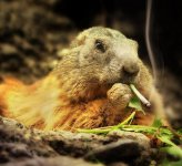 signs-of-gophers-and-moles-on-marijuana-plants.jpg