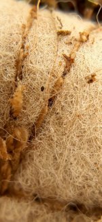 Screenshot_20220201-164322_Video Player.jpg