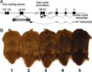 Geneticsimilarity.jpg Geneticsimilarity.jpg
