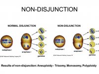 Polyploidy.jpg Polyploidy.jpg
