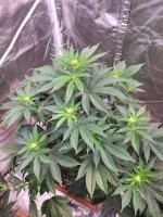 20220204_141605 - Copy.jpg