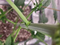 20220204_201711 - Copy.jpg