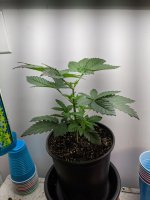 PXL_20220208_024636247.jpg