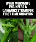 when-monsanto-engineers-a-cannabis-strain-for-first-time-growers-45557372.png