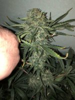 IMG_1742.JPG