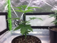 BOO at 5 weeks.jpg BOO at 5 weeks.jpg