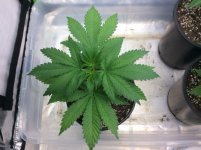 IMG_3178.jpg IMG_3178.jpg