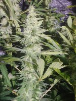 20220120_140534.jpg 20220120_140534.jpg