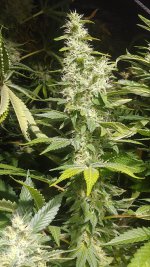 20220129_143209_(1).jpg 20220129_143209_(1).jpg