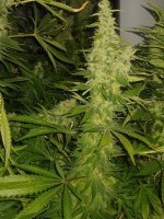 20220203_141448.jpg 20220203_141448.jpg