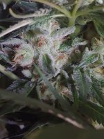 20220207_032446.jpg 20220207_032446.jpg