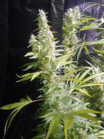 20220211_030036.jpg 20220211_030036.jpg