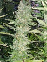 20220219_043703.jpg 20220219_043703.jpg