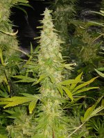 20220223_023701.jpg 20220223_023701.jpg