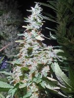 20220223_023821.jpg 20220223_023821.jpg