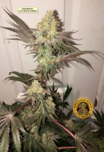 las vegas sunset 1.jpg