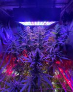 B15E4348-30A7-4F06-812B-AE8EDA3DB4A7.jpeg B15E4348-30A7-4F06-812B-AE8EDA3DB4A7.jpeg