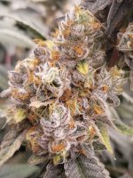 20220302_090227.jpg 20220302_090227.jpg