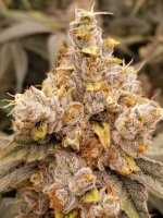 20220302_090235.jpg 20220302_090235.jpg