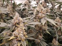 20220302_090130.jpg 20220302_090130.jpg