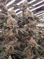 20220302_090146.jpg 20220302_090146.jpg