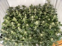 5FA43B3A-693F-4F45-9CB0-CCB656EAADAD.jpeg 5FA43B3A-693F-4F45-9CB0-CCB656EAADAD.jpeg